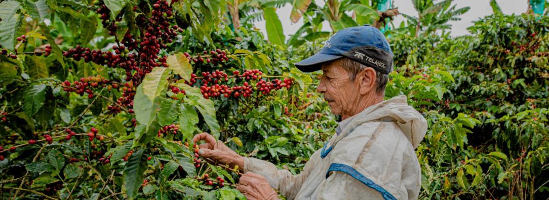 Productos como el café y la acuicultura lideran el crecimiento del agro que, entre enero y septiembre de 2025, superó el promedio nacional con un 4,1%. 