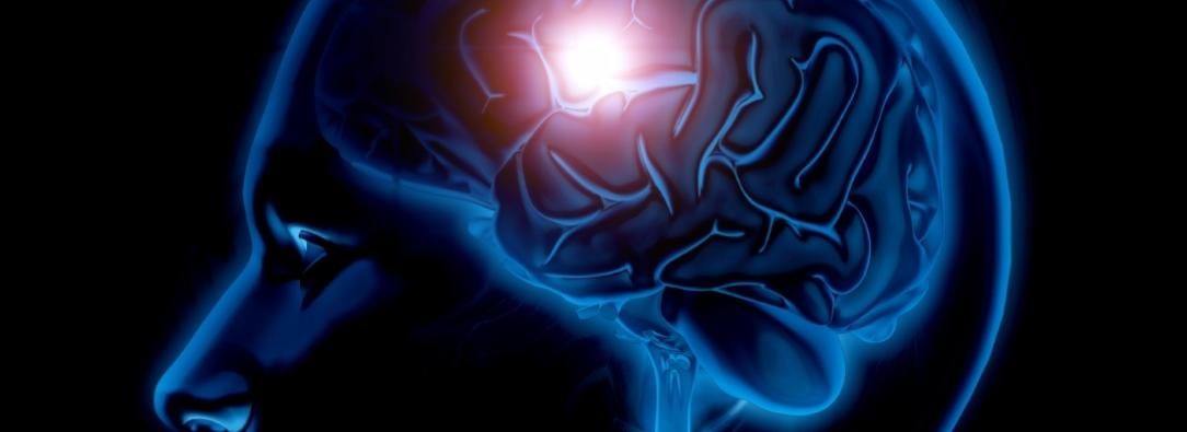 Cerebro. / Foto: Freepik.