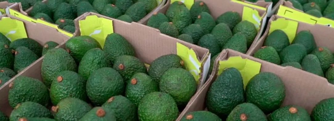 Exportación de aguacate Hass. / Foto: ICA.