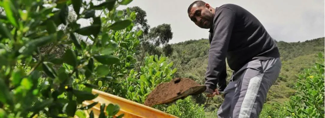 Gobierno desembolsó $48,1 billones en créditos agropecuarios durante 2025, superando la meta en 12%