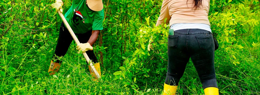 Consejos comunitarios Tumaco pactan erradicación voluntaria de coca.