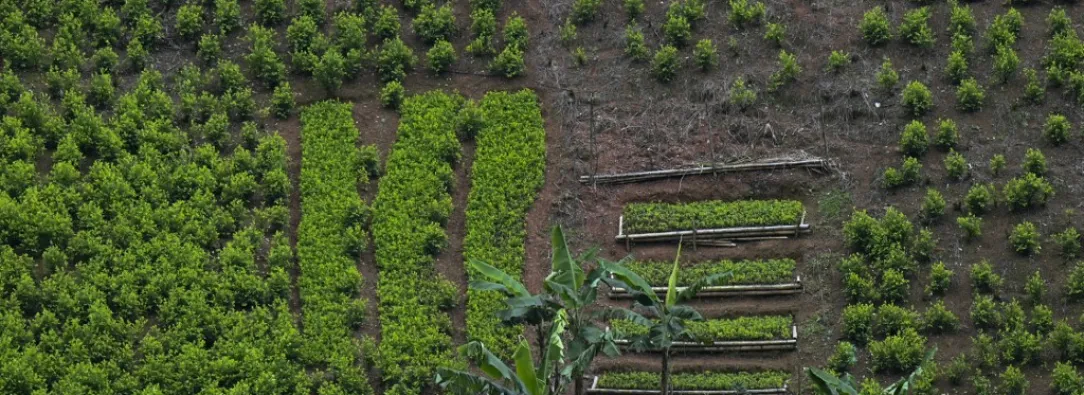 Monitoreo de la ONU ha sobreestimado cultivos coca hasta un 901 %.