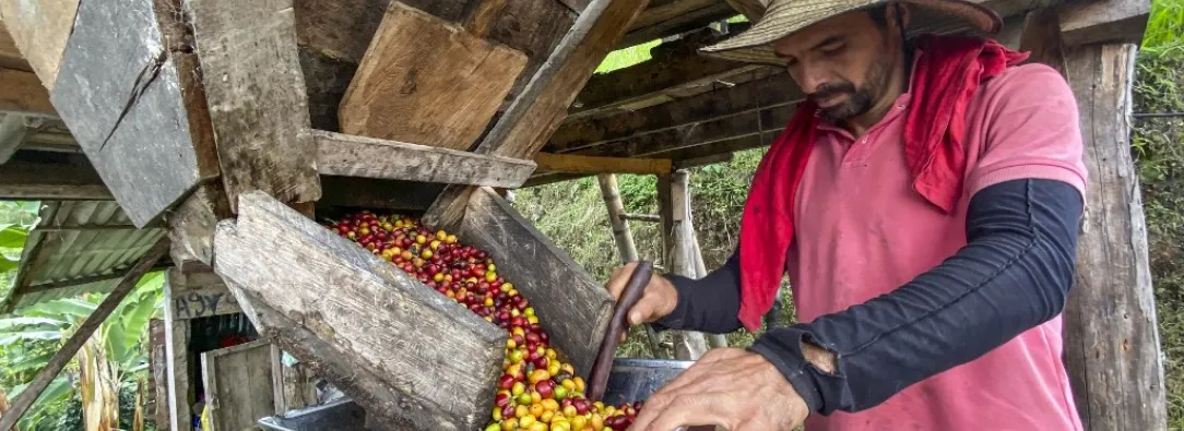 Café lidera el crecimiento en exportaciones en 2025 y supera a los combustibles 