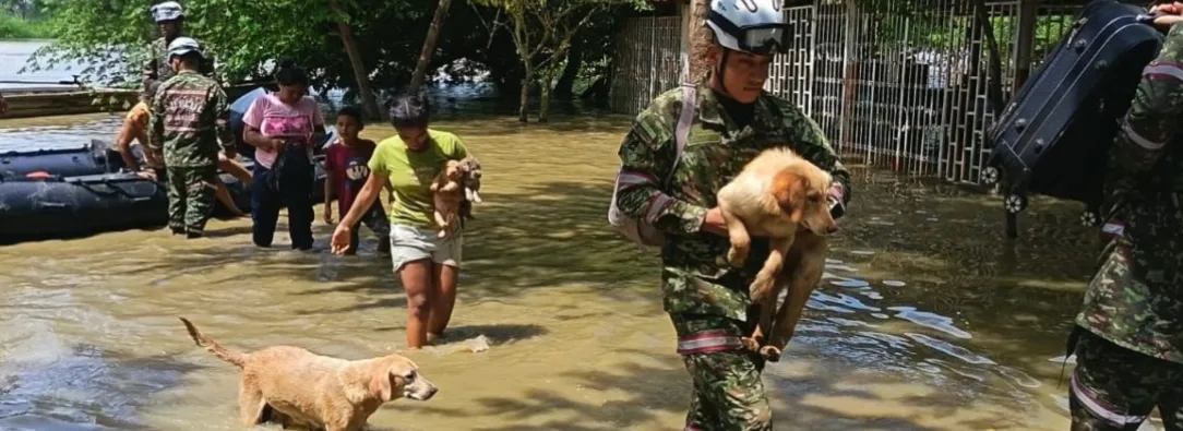 Animales rescatados en Córdoba. / Foto: Ejército.