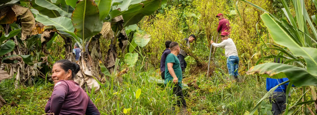 Gobierno firma acuerdo de sustitución de coca con disidencia FARC.
