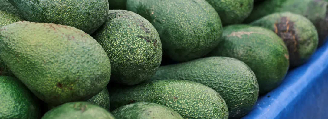 Exportaciones de aguacate hass colombiano se disparan 45,7% 