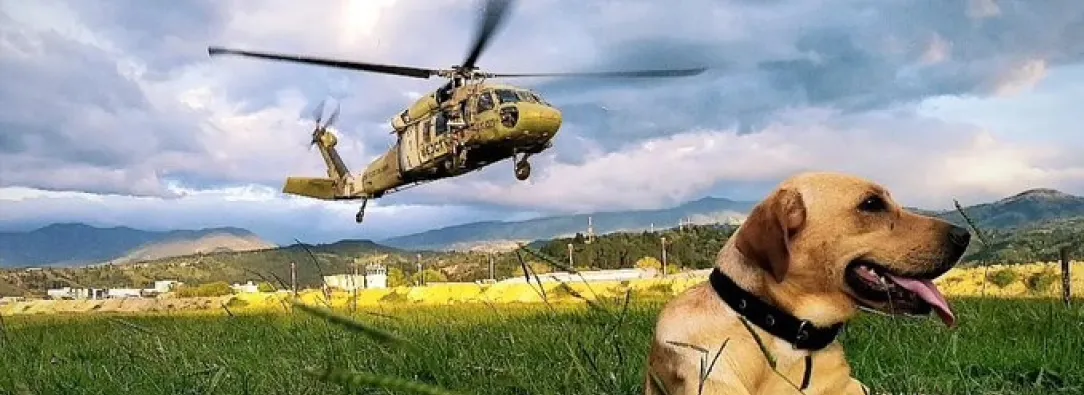 Ejército gradúa 38 nuevos enfermeros caninos.