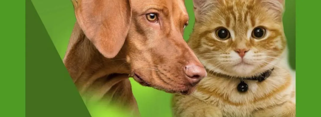 programa-nacional-esterilizacion-gatos-perros