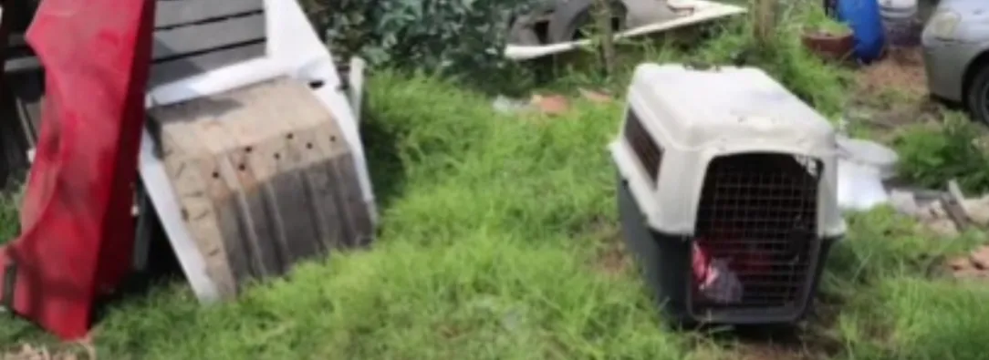 Cae red de pelea de perros. / Foto: Captura de video.