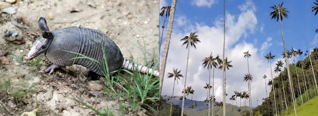 Tráfico ilegal de fauna en Semana Santa: Alerta del Ministerio de Ambiente