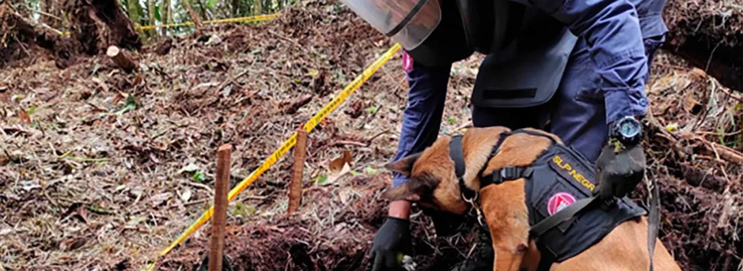 77 veredas en Caquetá quedaron libres de sospecha de minas antipersona tras desminado del Ejército