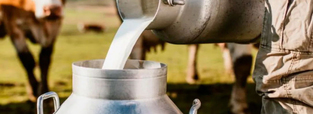 Sector lechero en Colombia. / Foto: Asoleche.