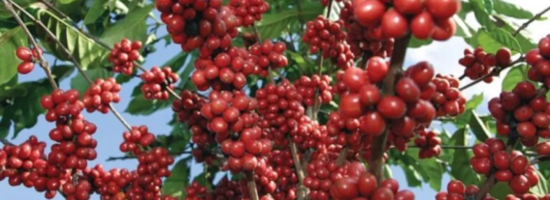 fotografía de primer plano de un cafeto cargado de granos para cosechar