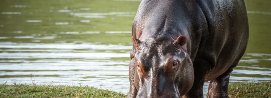 Hipopótamo. / Foto: MinAmbiente.