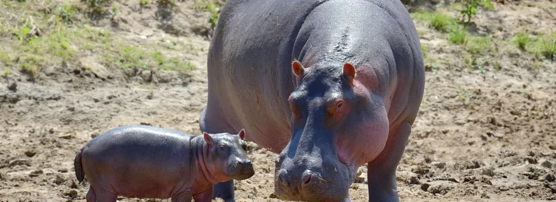 MinAmbiente presenta solicitud a India para avanzar en el traslado de hipopótamos desde Colombia
