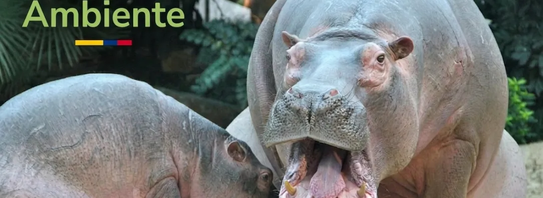 Hipopótamos MinAmbiente 