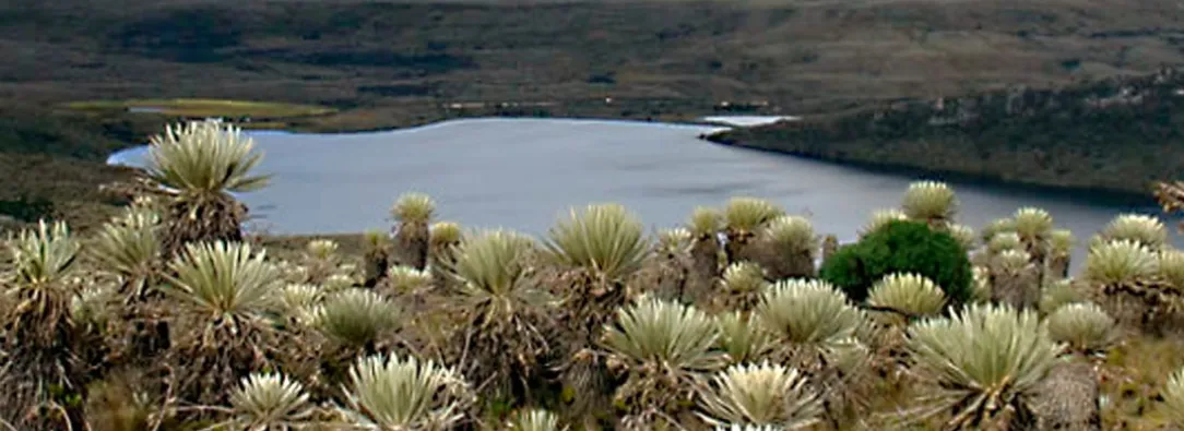 Parque Natural Sumapaz. / Foto: Parque Natural Sumapaz.