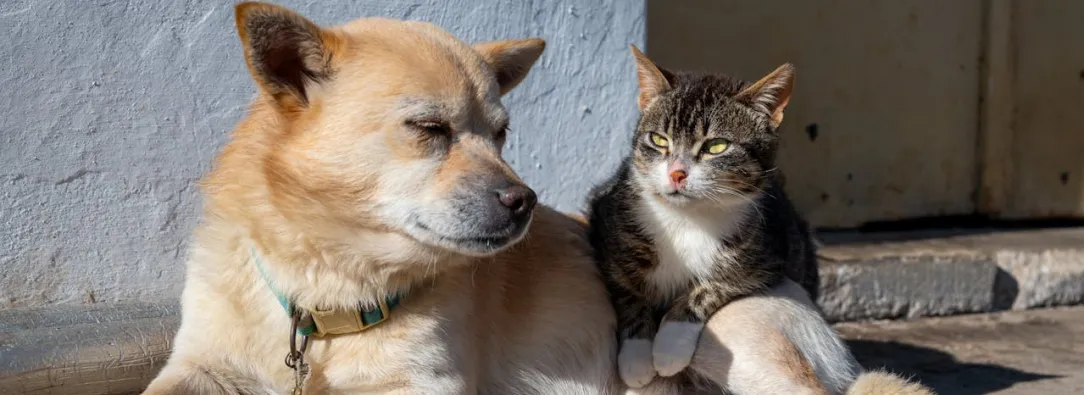 UE prohíbe cortar orejas y colas: una ley histórica cambia para siempre la vida de millones de mascotas
