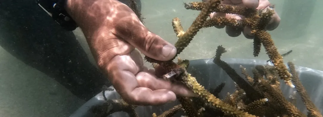 Cómo antiguos pescadores ahora siembran corales para salvar el Caribe