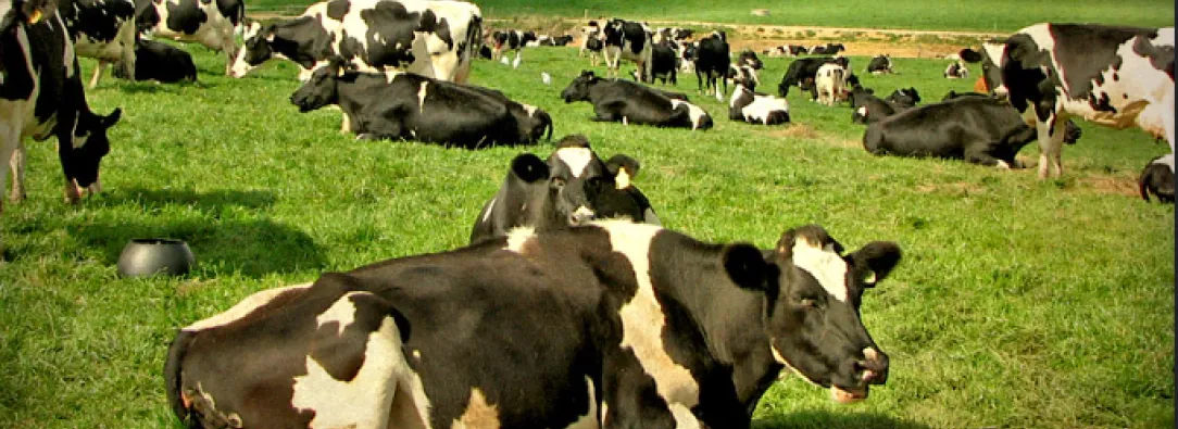 vacas en el campo, una de ellas acostada primer plano cuerpo entero