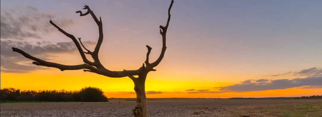 terreno seco, con un árbol seco en primer plano  y al fondo sol