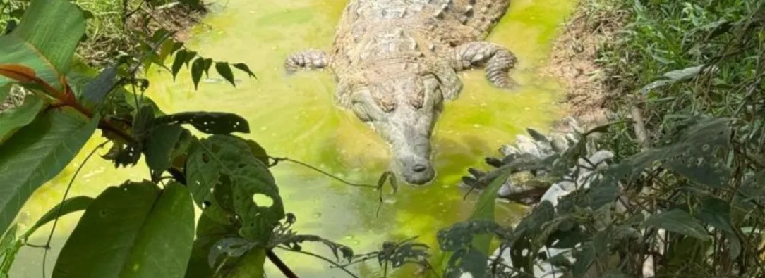 Plan para la liberación del caimán llanero, un reptil al borde de la extinción
