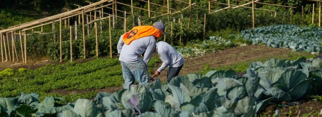 Colombia avanza en sustitución de cultivos de coca sin glifosato: 6.386 hectáreas erradicadas