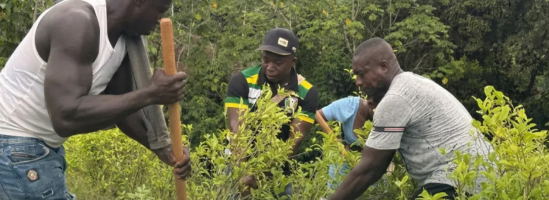 Cultivos de coca empezaron curva descendente Colombia