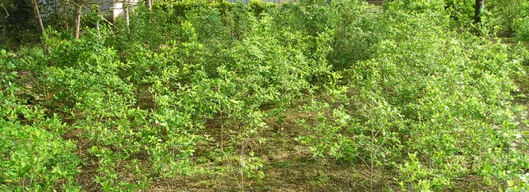 cultivo de coca en sector rural con pobreza 