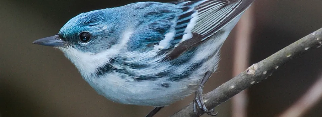 Aves migratorias en Colombia: conoce los viajes que conectan dos continentes