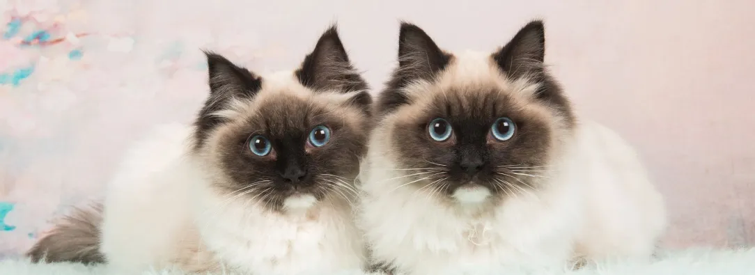 ¿Qué hacer con tu gato durante un sismo? Recomendaciones para protegerlo 