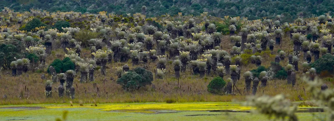 Gobierno del presidente Petro protege el páramo de Sumapaz con una delimitación que fortalece la conservación y la seguridad hídrica
