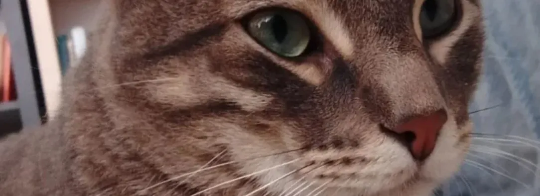 Gatos y sismos: qué hacer durante y después de un terremoto.