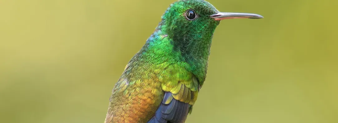 Cuatro nuevas especies de aves se suman al registro de biodiversidad de Colombia