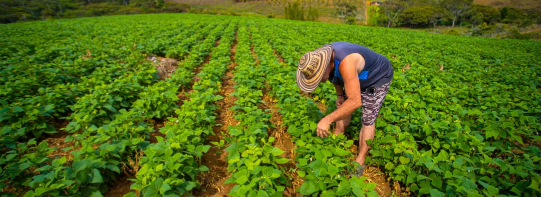Emergencia económica por El Niño: alistan congelamiento de deudas por $55 billones para el agro