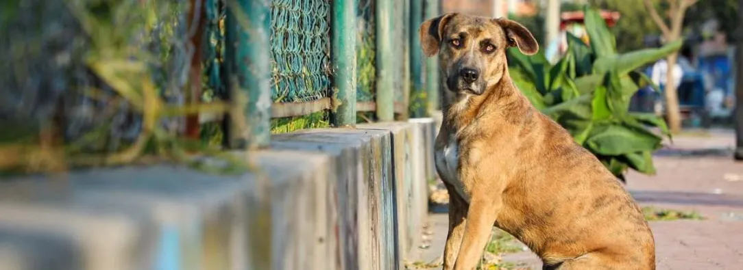 Hasta 11 años y 8 meses de cárcel por zoofilia: así quedó la nueva ley