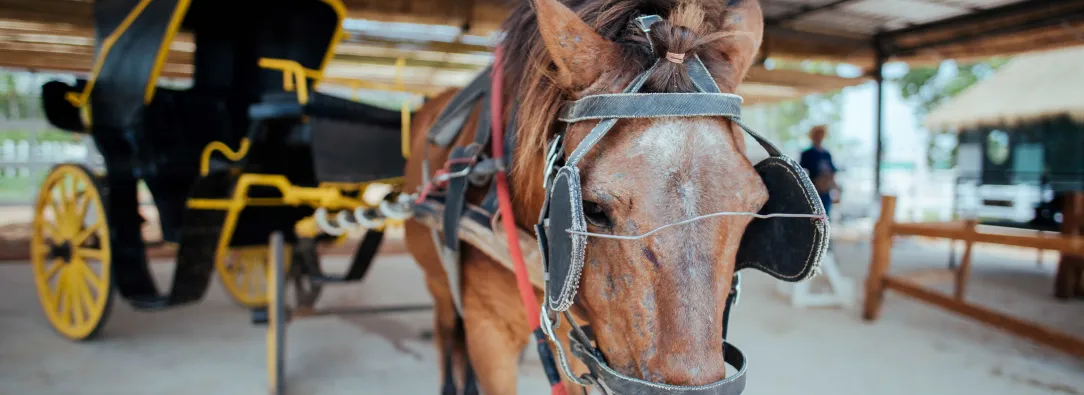 La Corte Constitucional le pone fin a los carruajes turísticos con animales