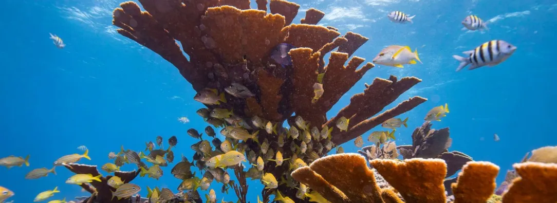 Arrecifes de coral de aguas cálidas amenazados por el calentamiento global según la UICN.