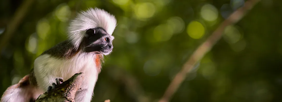 Especies amenazadas: coalición de 16 países en la COP17 entre ellos Colombia