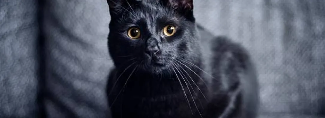 Fotografía de un gato negro en el hogar, con motivo del Día del gato negro en Colombia y las medidas de protección animal.