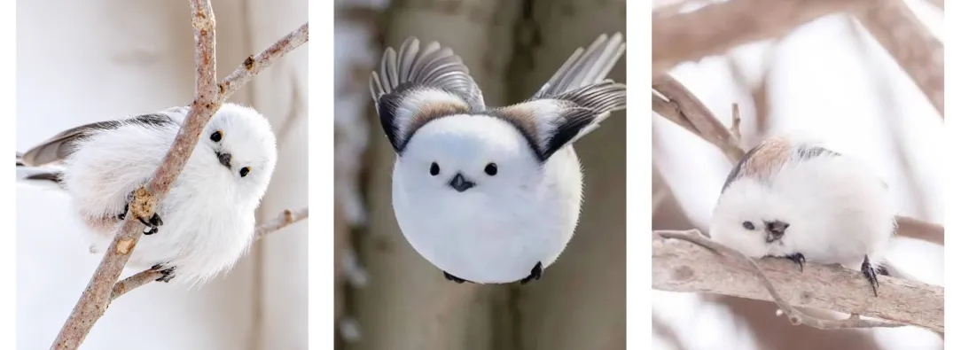 Hada de la nieve ave de Japón