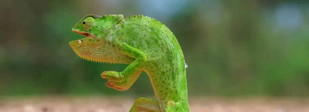 Las fotos más divertidas del reino animal que compiten por el premio Nikon Comedy Wildlife 2026