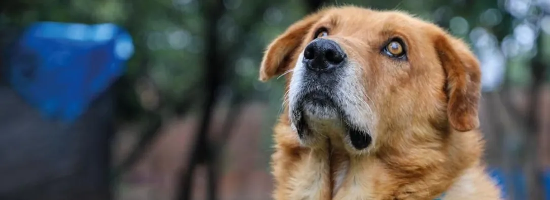 Corte prohíbe sacrificar animales por vejez extrema. Foto: Alcaldía de Bogotá.