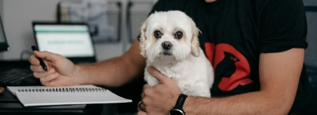 ¿Puede llevar a su perro o gato al trabajo? Estas son las reglas que Colombia está por definir