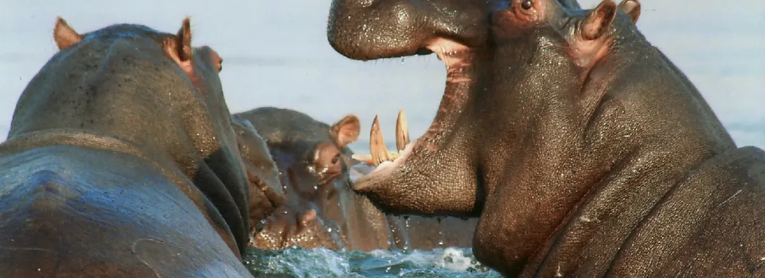 ¿Que-hacer-con-los-hipopotamos-en-Colombia_.jpg