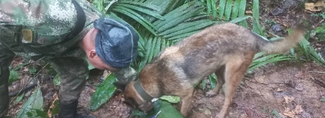 ¿Y-Wilson_-Que-se-sabe-del-perro-que-ayudo-en-la-busqueda-de-los-menores-en-Guaviare-1.jpg