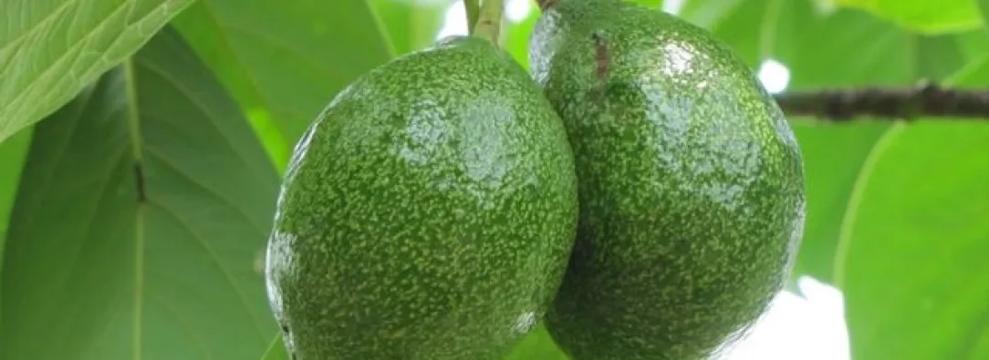 Aguacate.-Foto_-Colprensa..jpg