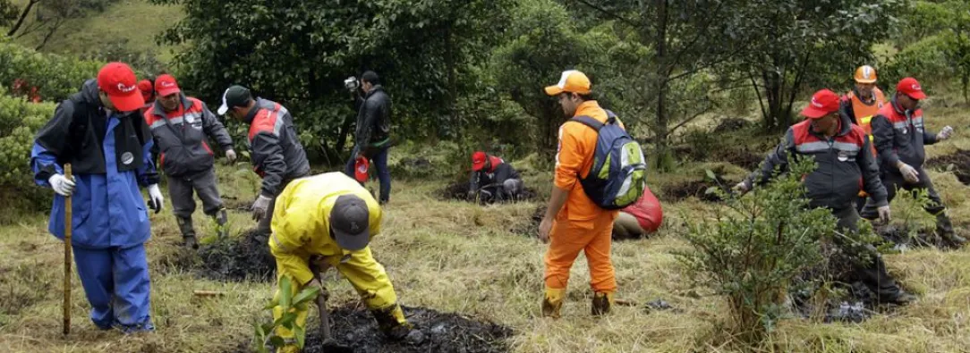 Arboles-sembrados-Colombia.jpg