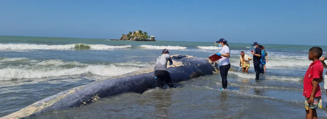 Ballena-en-San-Bernardo-del-Viento-Foto-Colprensa.jpeg