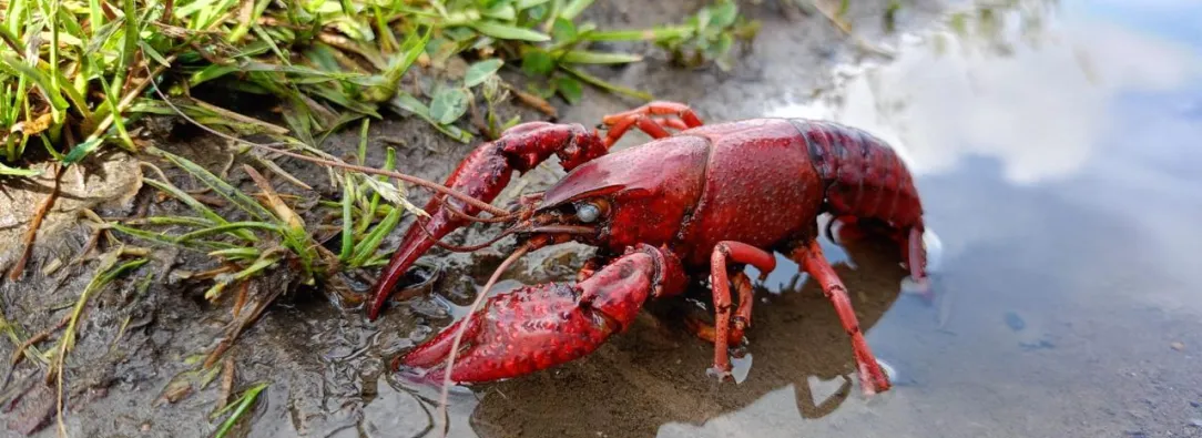 Cangrejo-Rojo-Americano.jpeg